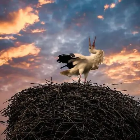 Storchennest *