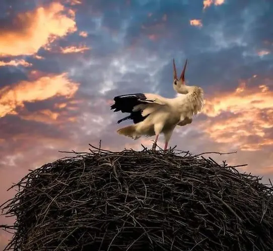 Storchennest *
